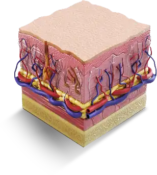 3d collagen remodeling 3d collagen remodeling